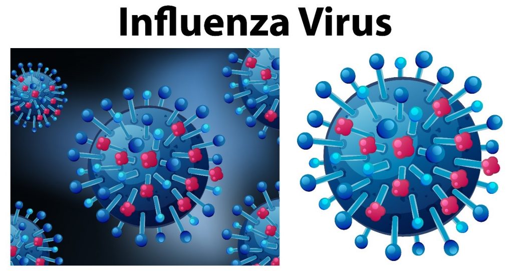 This image shows the appearance of an influenza Virus.